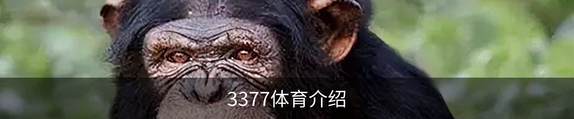 3377体育介绍